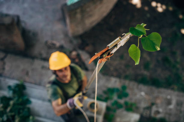 How Our Tree Care Process Works  in  Holmen, WI